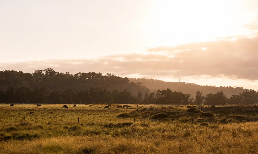 Lovedale Farm